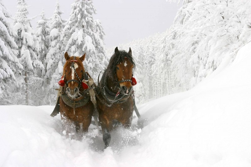 Horse-drawn sleigh