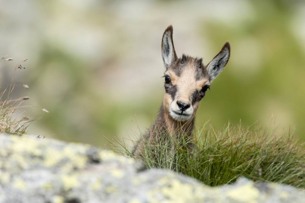 Chamois in the Wildlife and Leisure Park Ferleiten