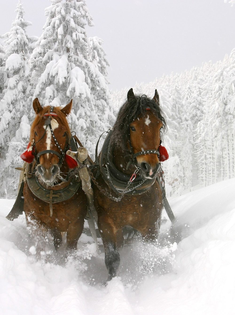 Romantic horse-drawn sleigh ride  width=