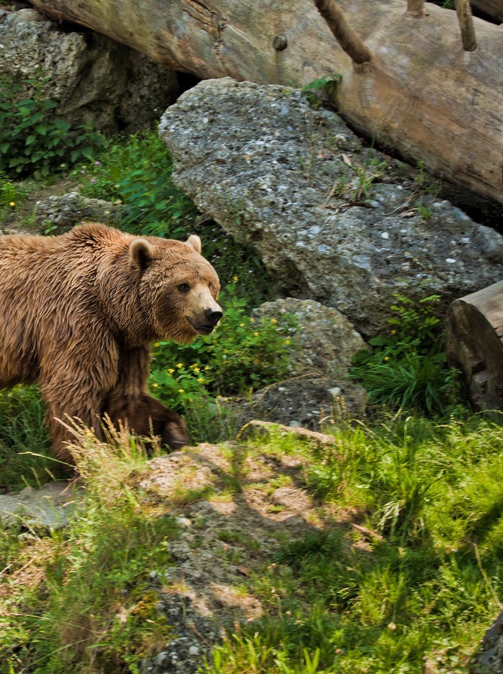 Bär im Zoo Salzburg width=