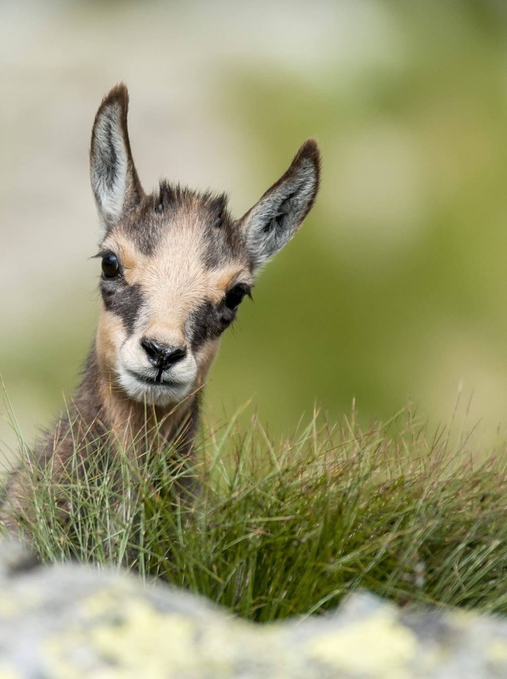 Chamois in the Wildlife and Leisure Park Ferleiten width=