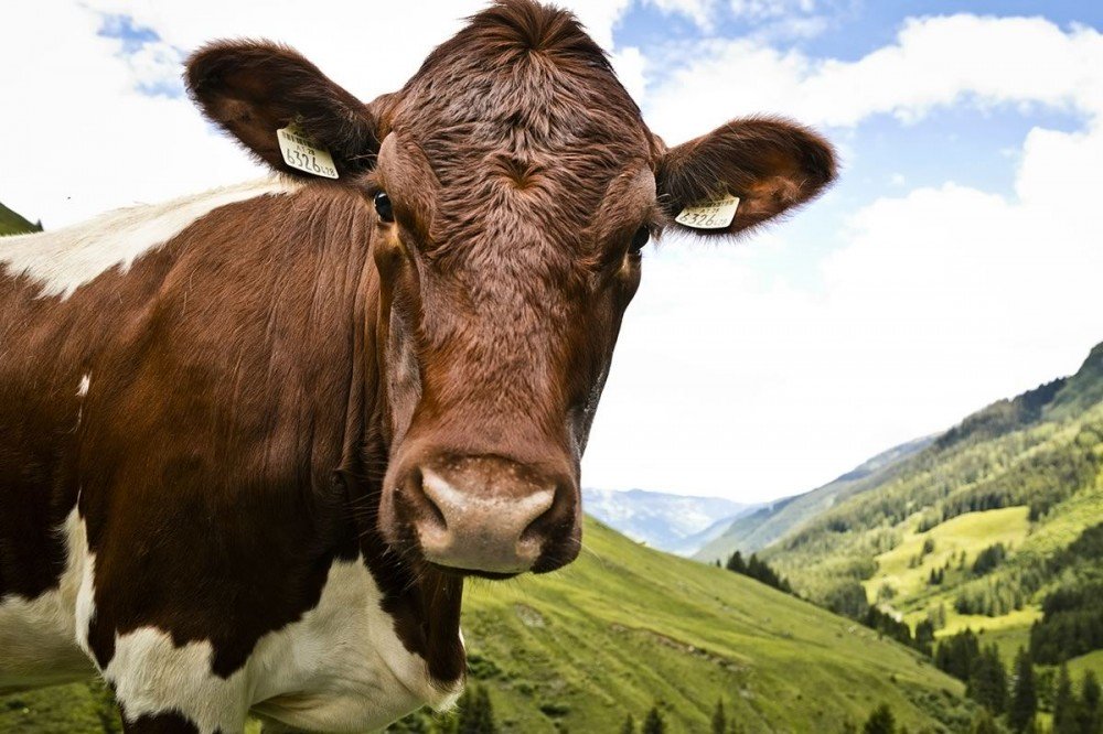 Cow on the alm in Saalbach