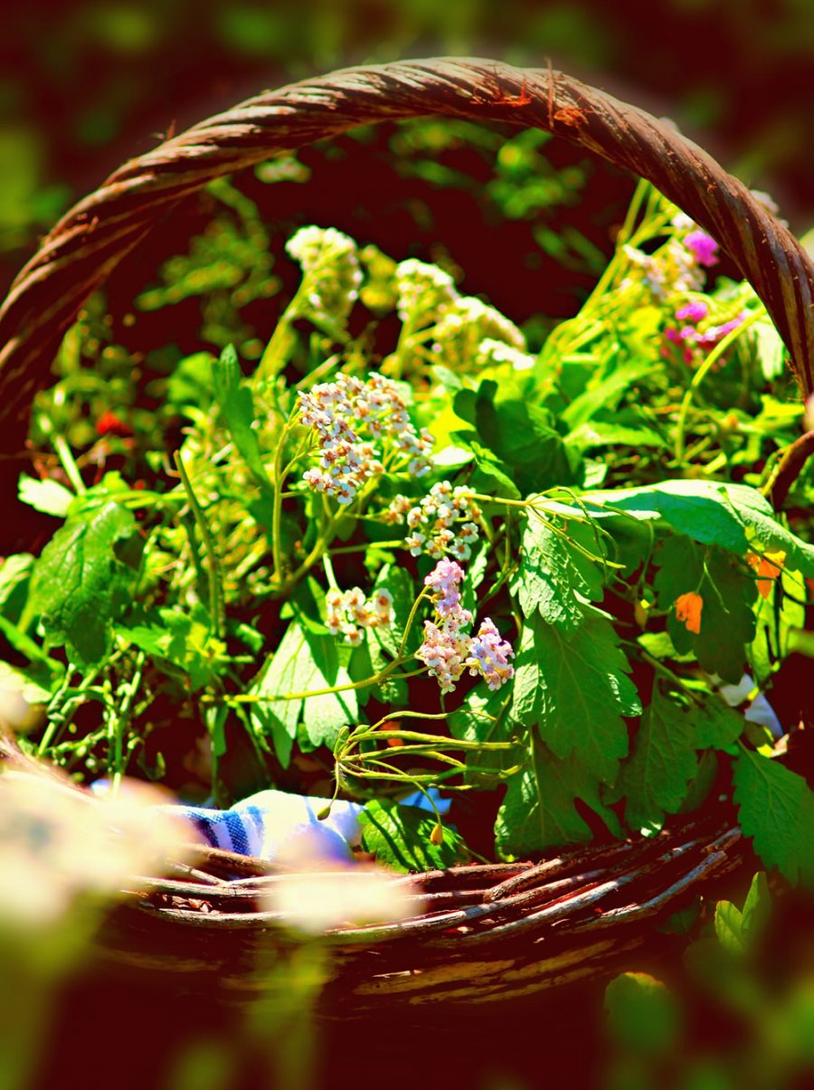 Wildkräuter-Pesto, Hotel Saalbacher Hof, Saalbach